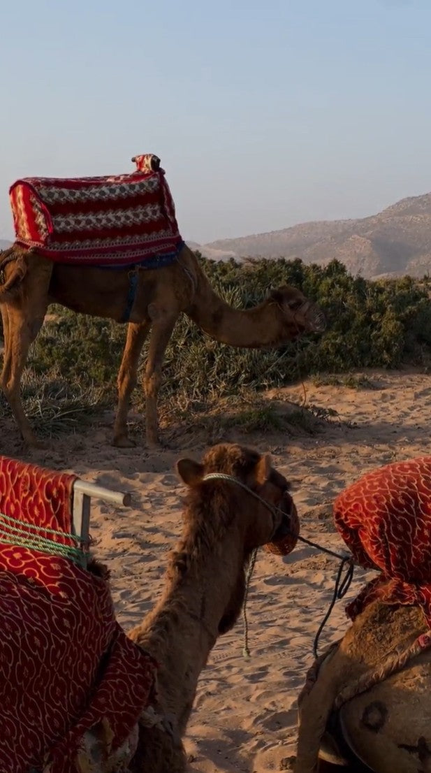 Camels with red saddles in a desert landscape - Lilly Pilly Collection